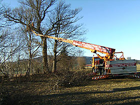 Baumabtragung - Baumschnitt - Problembaumfällung